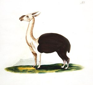 Guanaco peruano, c.1810 (aquarela sobre papel) de English School