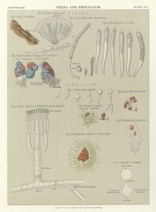 Peziza e Penicillium de English School