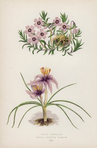 Phlox Subulata; Crocus Sativus Graecus (cor litho) de English School