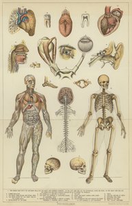 Fisiologia (litografia a cores) de English School
