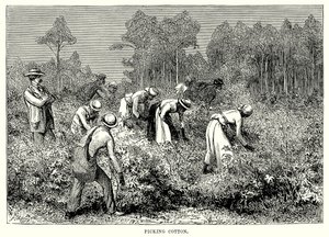 Apanhar algodão (gravura) de English School