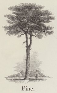 Pinho (gravura) de English School
