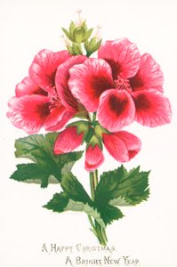 Flores cor-de-rosa, cartão de Natal de English School