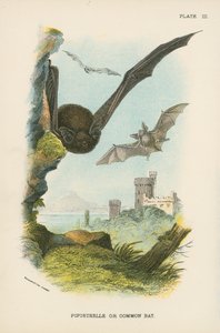 Pipistrelle ou morcego comum de English School