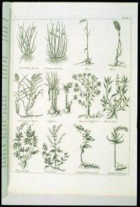 Plantas de Culpepers English Physician e Complete Herbal, publicadas em 1790 de English School