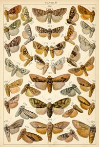 Prato das Borboletas e Traças do Nosso País (chromolitho) de English School