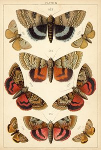 Prato das Borboletas e Traças do Nosso País (chromolitho) de English School