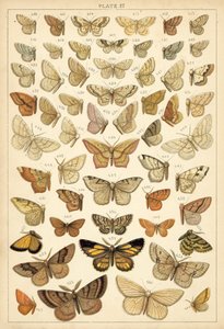 Prato das Borboletas e Traças do Nosso País (chromolitho) de English School