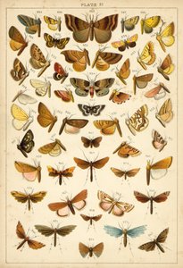 Prato das Borboletas e Traças do Nosso País (chromolitho) de English School