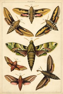 Prato das Borboletas e Traças do Nosso País (chromolitho) de English School