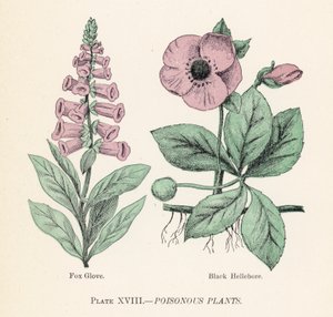 Plantas venenosas (cor litho) de English School