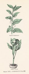 Plantas venenosas (cor litho) de English School