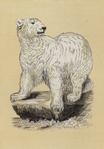 Urso Polar (cor litho) de English School