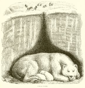Urso polar de English School