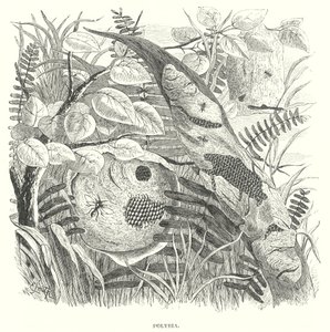 Polybia Wespen von English School