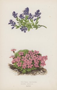Polygala Calcarea; Silene Acaulis (litografia a cores) de English School