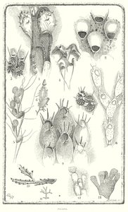 Polizoários (gravura) de English School