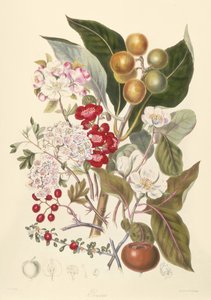 Pomaceae, a tribo da Apple de English School