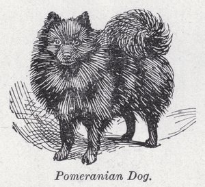Cão pomeraniano (litho) de English School
