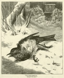 "Pobre Robin Redbreast, a morrer na neve!" (gravura) de English School