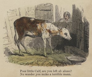 Pobrezinho Calf, ficaste sozinho? Não admira que você faça um gemido terrível (gravura colorida) de English School