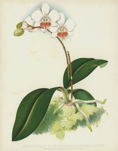 Portes Variedade da Planta Borboleta Intermediária, Phalaenopsis Intermedia, var Portei de English School