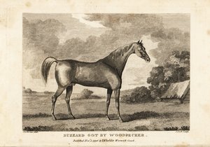Retrato do cavalo de corrida campeão Buzzard obtido por Woodpecker de English School