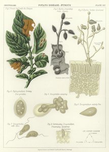 Doença De Batata, Fungo de English School