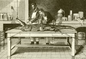Poder de uma mandíbula de crocodilos de English School