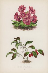 Primula Glaucescens; Gaultheria Procumbens (cor litho) de English School