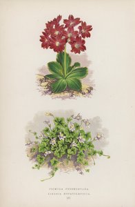 Primula Pedemontana; Linaria Hepaticaefolia (litografia colorida) de English School