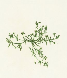 Procumbente Pearl-Wort, Sagina Procumbens de English School