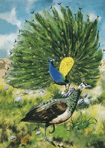 Orgulhoso como um pavão de English School