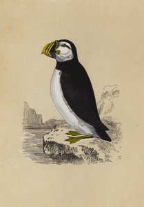 Puffin (litografia a cores) de English School