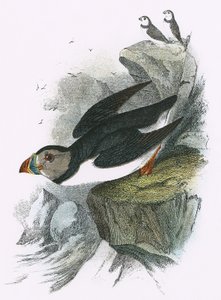 Papagaio
