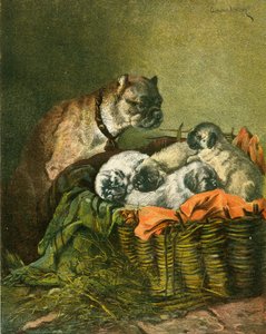 Pug e filhotes