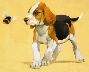 Filhote de cachorro de English School