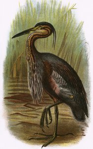 Garça roxa