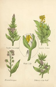 Roxo Loosestrife, Scurvy Grass, Water Lily, Houndstongue, Petitory of the Wall (lito colorido) de English School