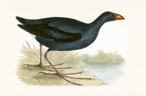 Purple Waterhen, ilustração de "Uma História das Aves da Europa Não Observadas nas Ilhas Britânicas", de Charles Robert Bree (1811-1886), publicada em 1867