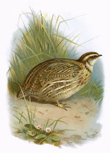 Codorna