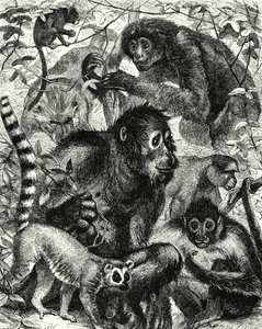 Quarumana: A tribo dos macacos (gravura) de English School