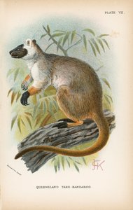 Árvore-Canguru de Queensland de English School