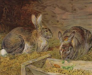 Coelhos em um celeiro (cor litho) de English School