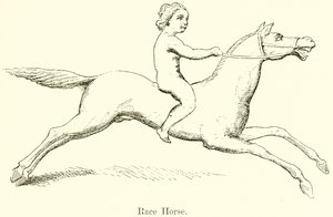 Cavalo de corrida de English School
