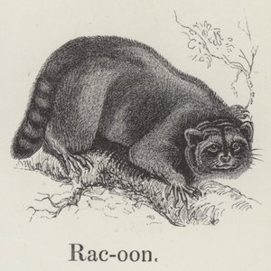 Racoon (gravura) de English School