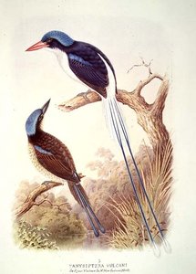 Racquet-Tailed Kingfisher, fol. 12 Vol III, de 