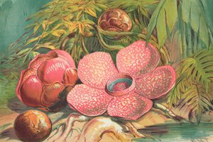 Rafflesia Arnoldii, flor gigante das florestas tropicais de Sumatra de English School