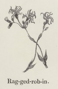 Ragged robin (gravura) de English School