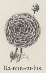 Ranunculus (gravura) de English School